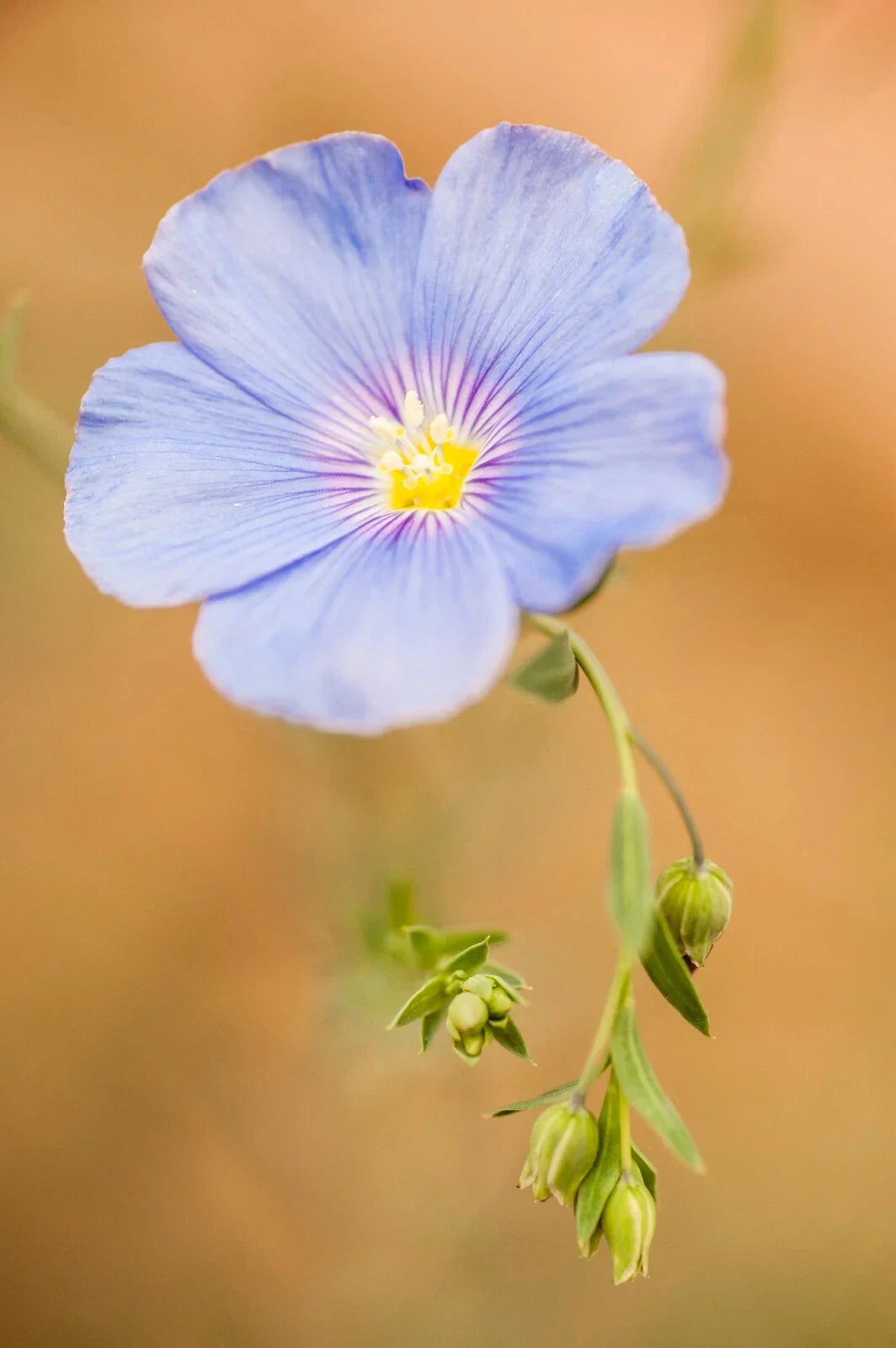 Blue Linen Flax Flower Seeds 2000+ | Perennial Wildflower | Blue and Purple Blooms | Linum perenne
