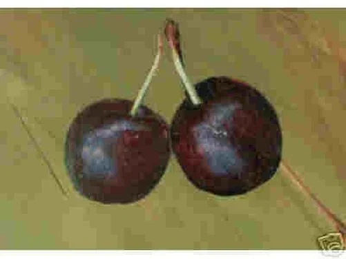 Hansen's Bush Cherry Seedling Live Plant – Hardy Fruiting Shrub Prunus japonica