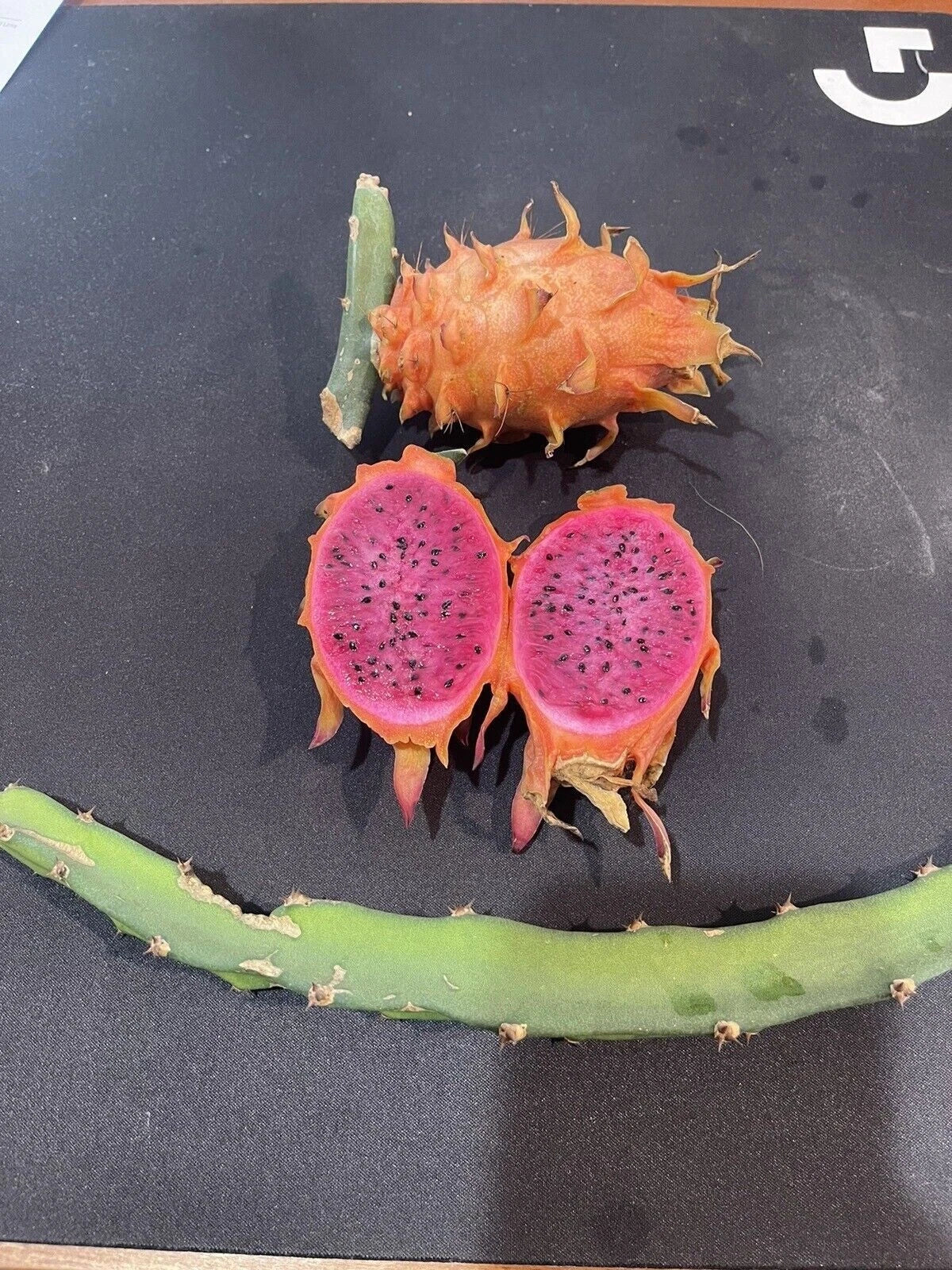 Orange Dragon Fruit Cuttings 16-24" Hylocereus undatus Tropical Cactus for Home Garden & Indoor Plant