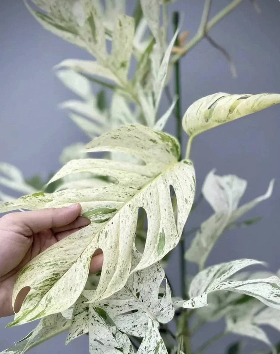 Epipremnum Pinnatum Marble Cutting - Variegated Pothos Indoor Houseplant for Propagation