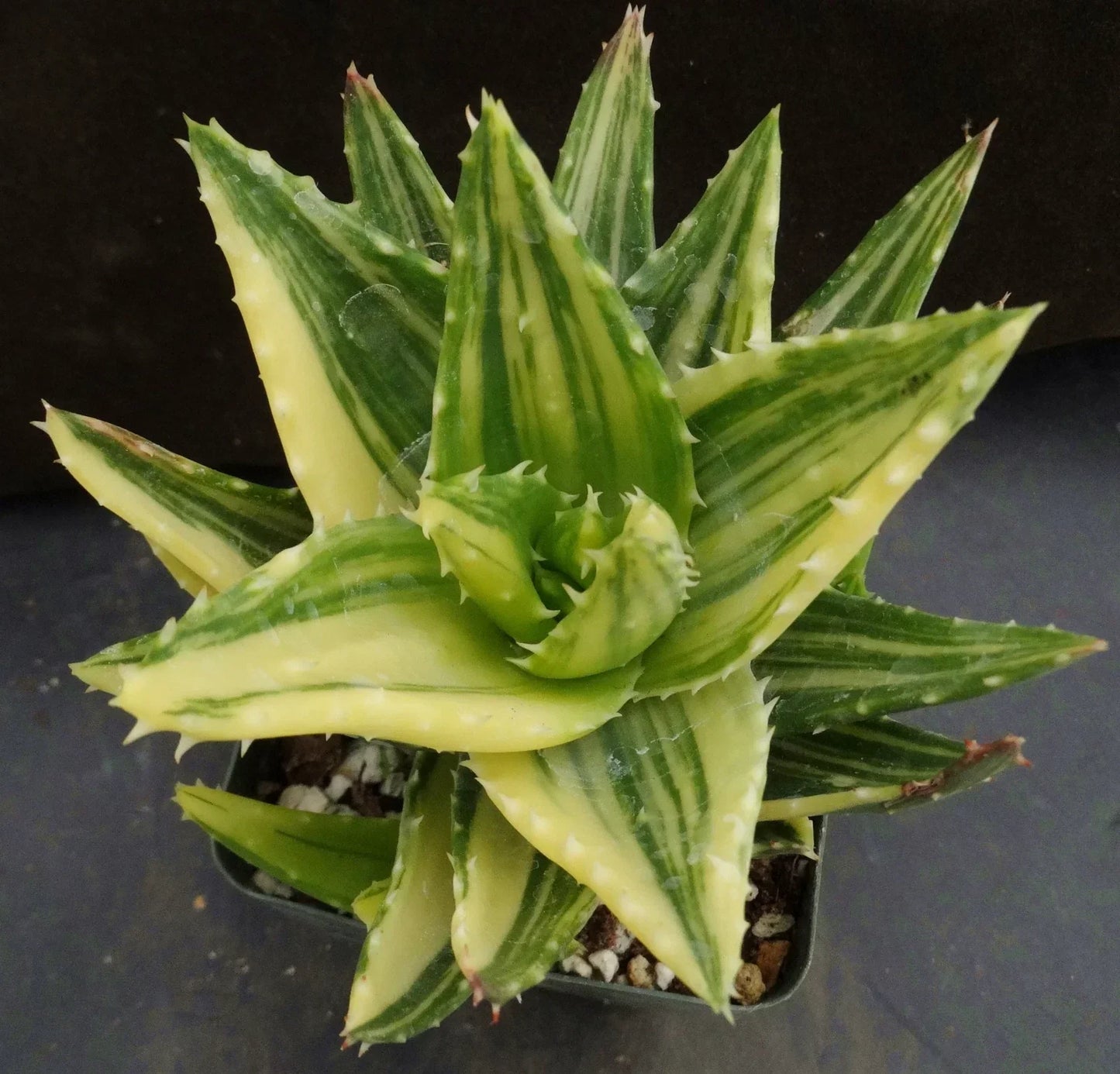 Aloe Plant 2" Pot - Golden Toothed Aloe - Aloe nobilis variegata - Variegated Succulent for Indoor & Outdoor