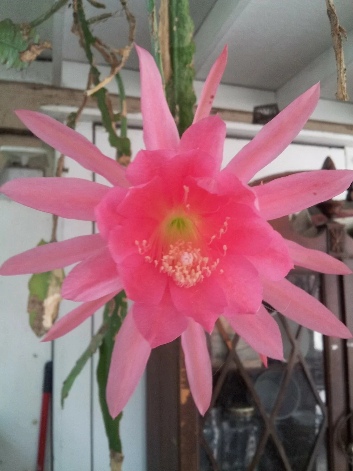 Epiphyllum Cutting 6-8" Padre Pink Unrooted Epiphyllum oxypetalum Indoor Outdoor Plant