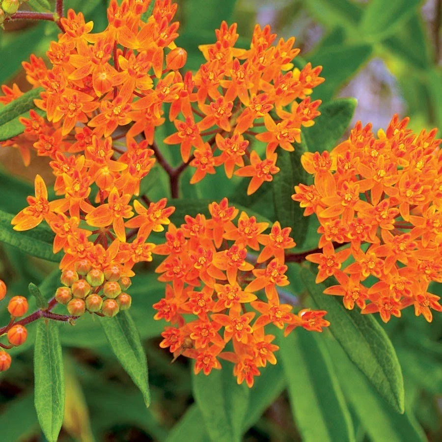 Butterfly Weed Seeds - Orange Milkweed, Pollinator Friendly, Asclepias tuberosa, Perennial, Full Sun, Wildflower Seed Packet