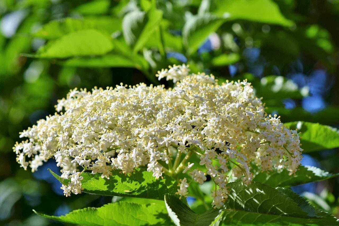 Adams Elderberry Cuttings - Unrooted Sambucus canadensis Propagation Pack - 6 Healthy Shrubs for Garden and Landscaping