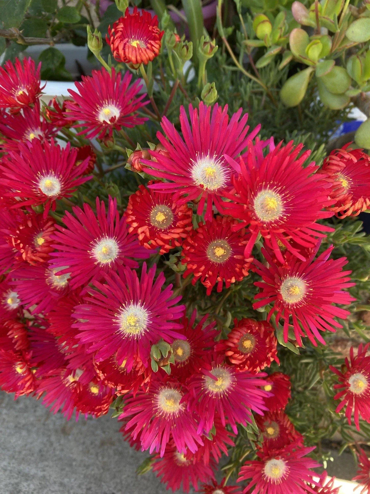 Jewel Of Desert Ruby Ice Plant Cuttings X12 - Delosperma cooperi Succulent Garden Plants