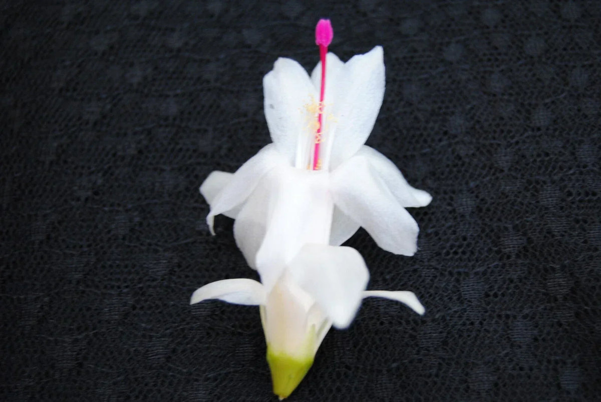 Christmas Cactus Starter Plant - Polar Dancer Schlumbergera Truncata - Healthy Small Indoor Plant