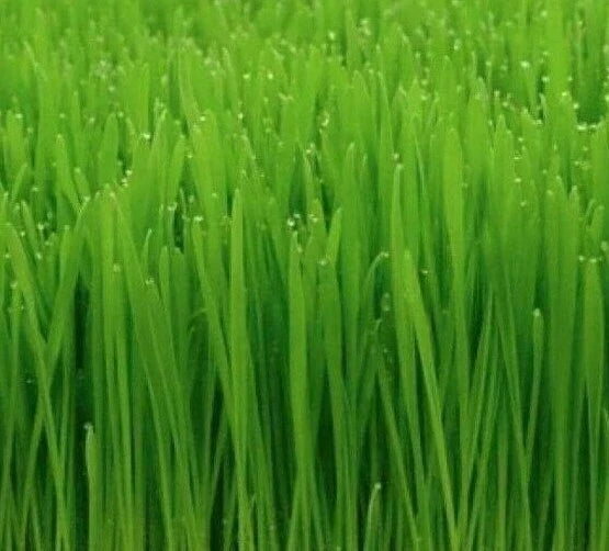 Cat Grass Seeds Pack - 50+ Triticum aestivum Indoor Plant Garden for Cats, Wheat Grass for Pets