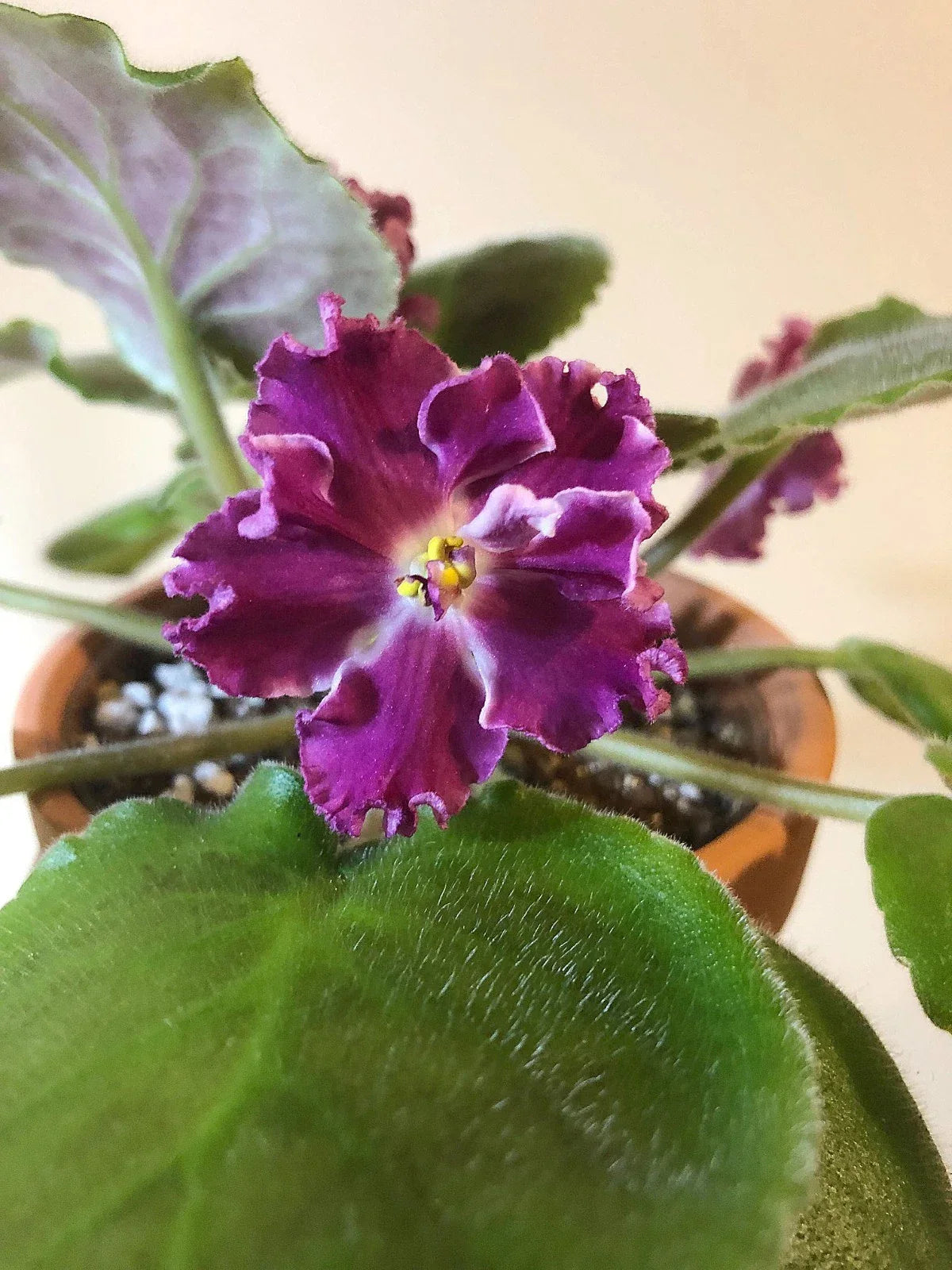 Rare African Violet Starter Plant - Amadeus - Red-Raspberry Blooms with White Edge - Saintpaulia ionantha