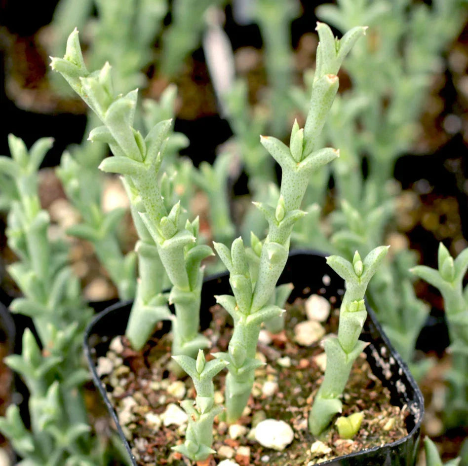 Succulent Live Plant 2-Inch Ruschia Uncinata 'Doringvygie' Ground Cover for Indoor & Outdoor Gardens
