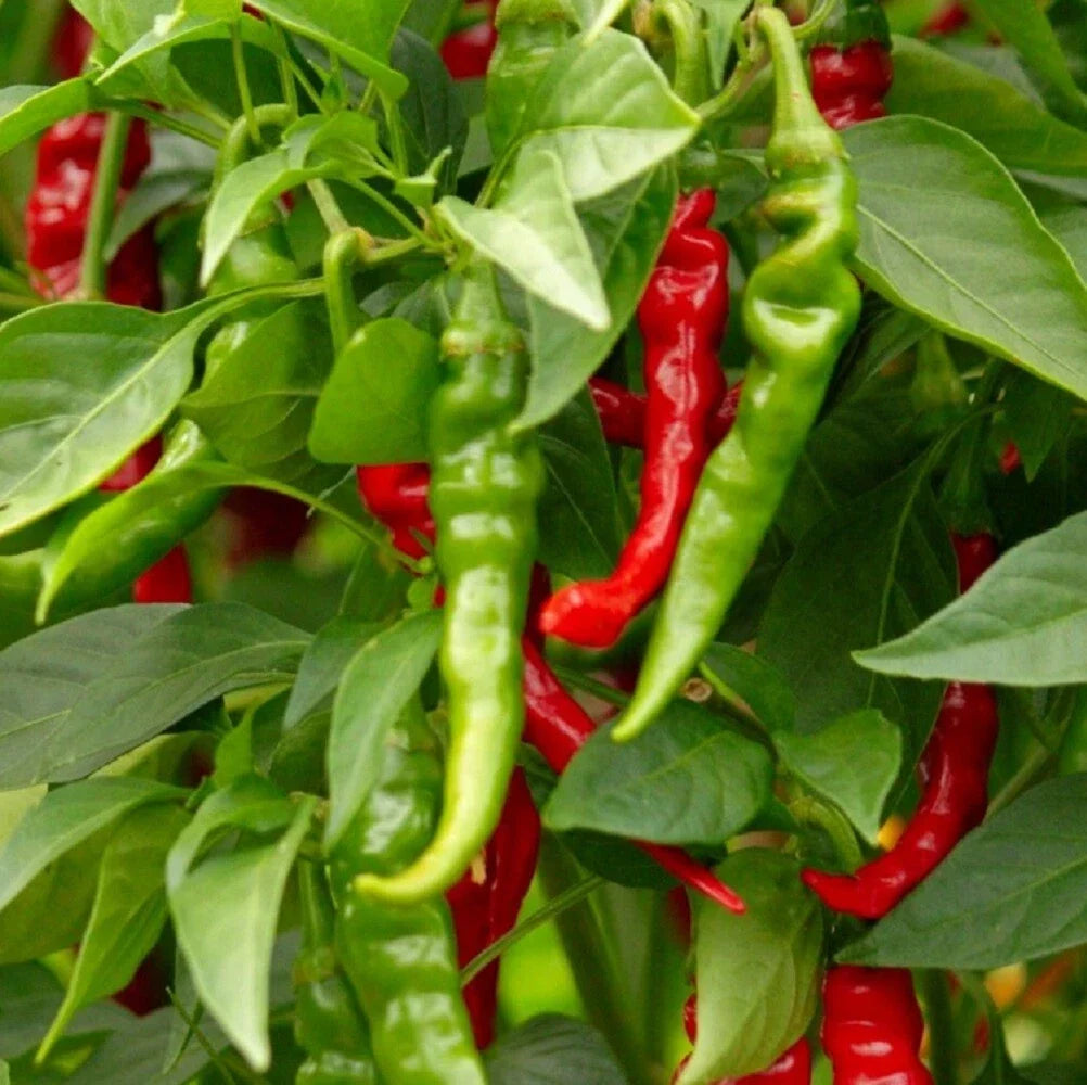 Cayenne Hot Pepper Seeds | Long Slim, Heirloom, Non-GMO, Capsicum annuum, Spicy Garden Seeds