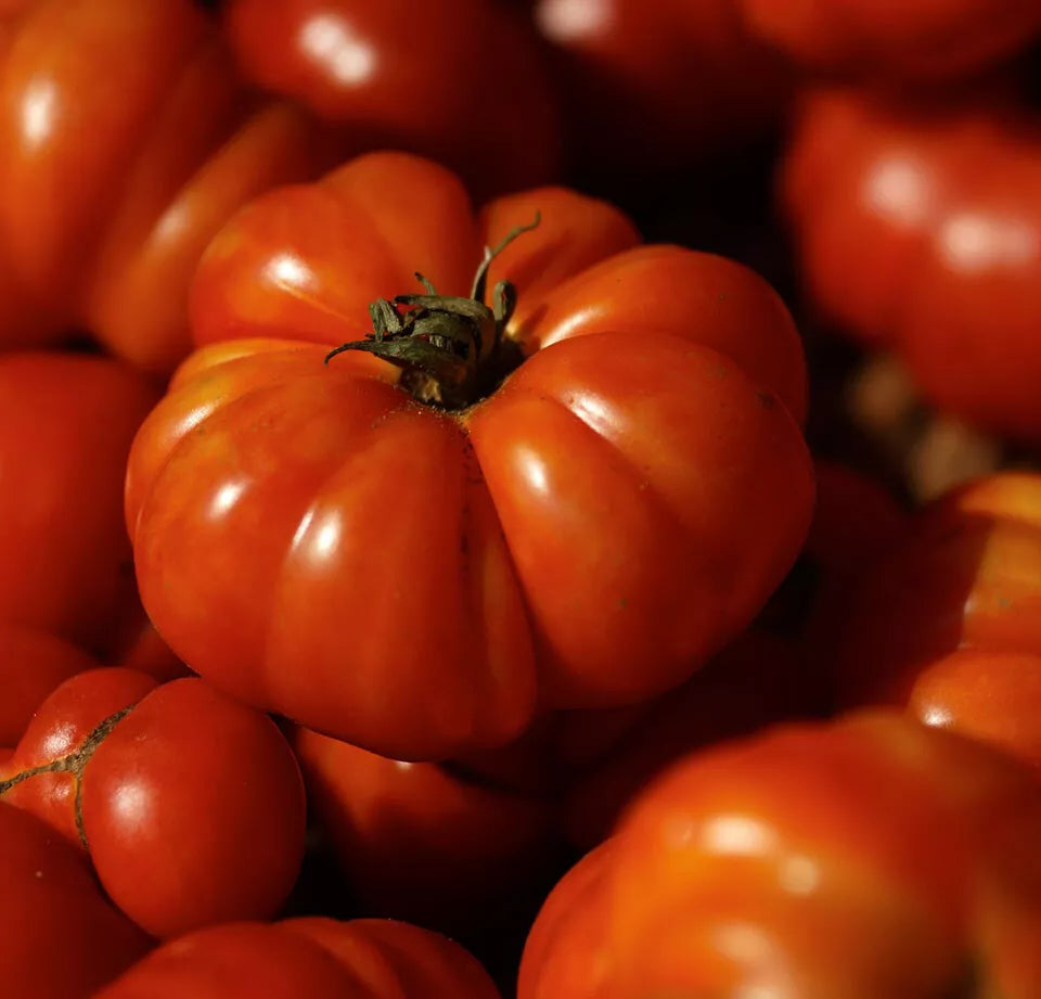 Costoluto Genovese Tomato Seeds - Heirloom, Non-GMO, Indeterminate, Bright Red, Lycopersicon esculentum, 30 Seeds