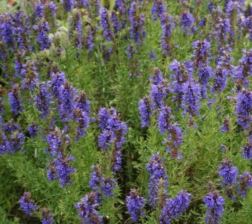 Hyssop Seeds 500+ Perennial Flower Hyssopus Officinalis Garden Herbs for Pollinators Free Shipping