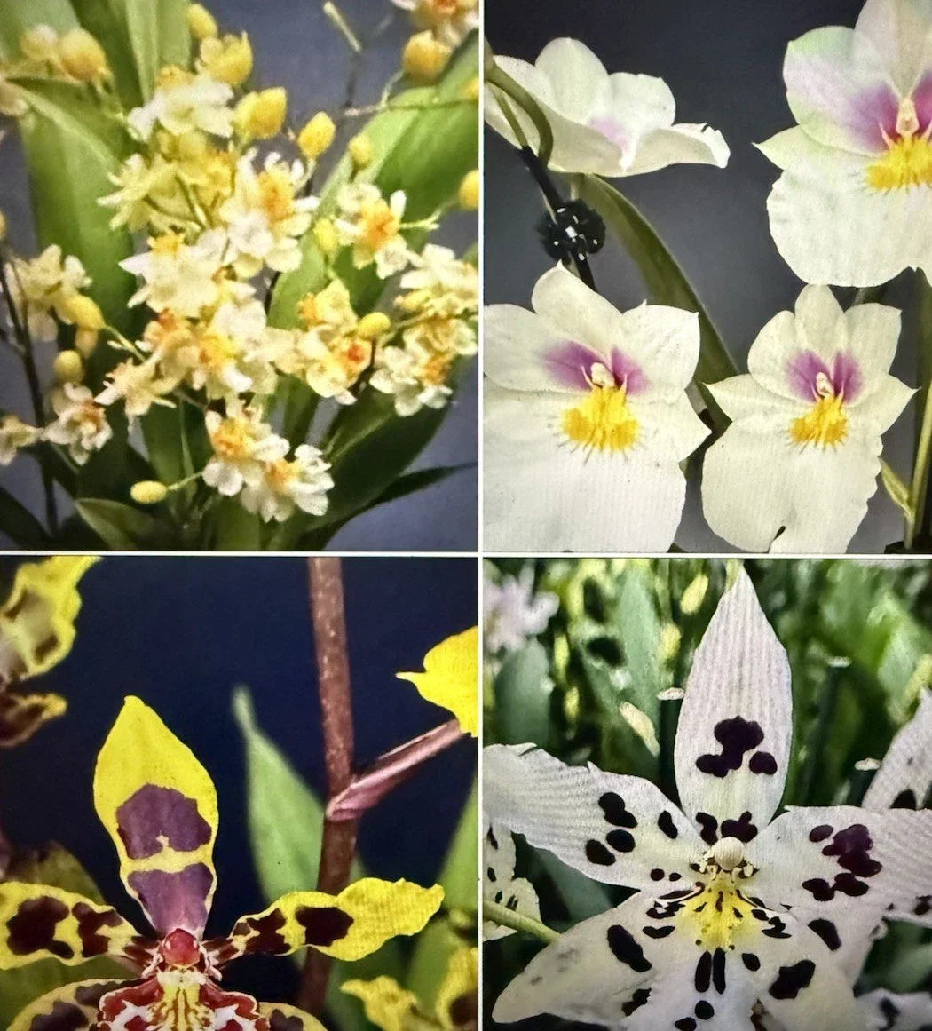 Orchid Plant Bulb Bare Root Oncidium & Miltonia Varieties for Gardening, Perennial Flowering Plant