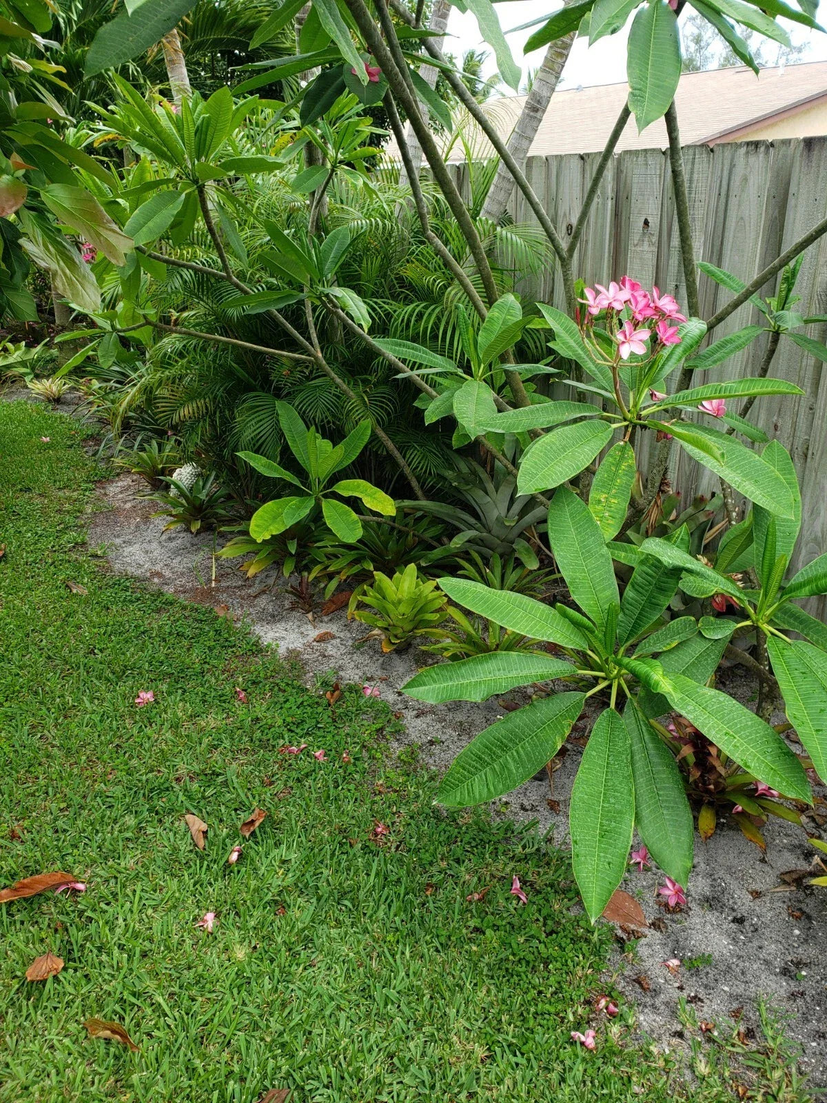 Pink Plumeria Cutting 8-12" | Tropical Flowering Plant | Plumeria rubra for Gardens & Indoors