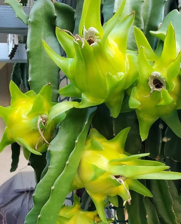 Israeli Yellow Dragon Fruit Cutting - 6-10 Inch Hylocereus megalanthus Pitaya for Propagation