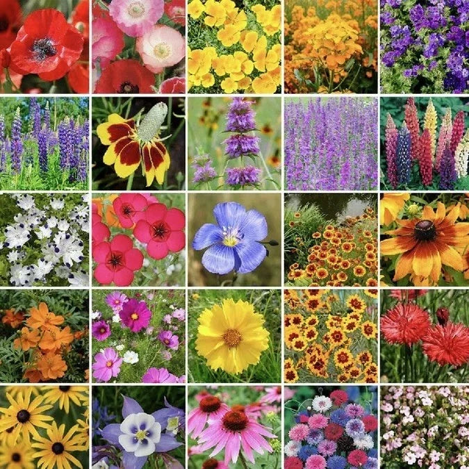 Western Wildflower Seed Mix 250g with 24 Varieties, Attracts Butterflies & Hummingbirds, Native Plants for Gardens & Meadows