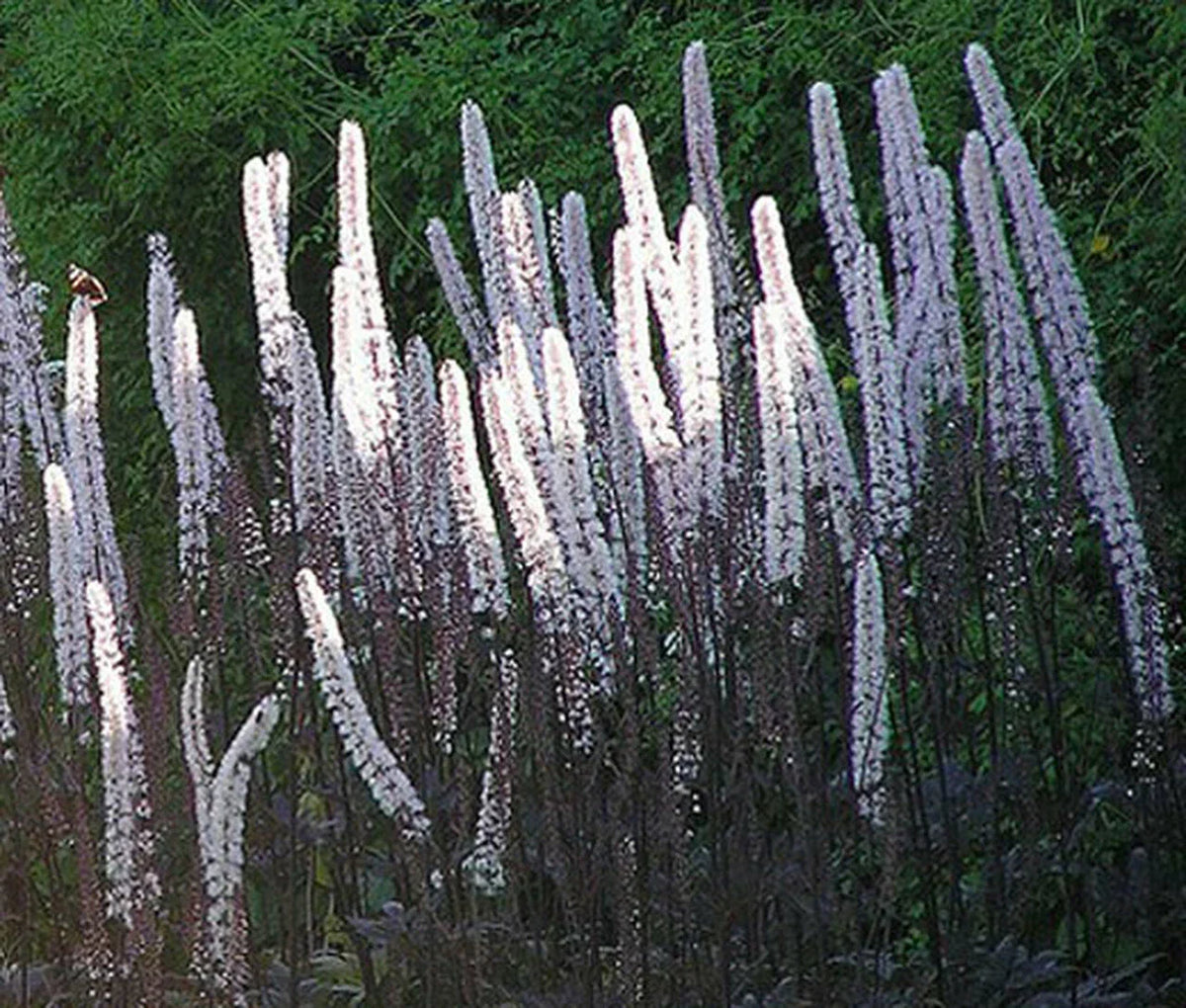 Cimicifuga Ramosa Atropurpurea Bugbane Seeds - 10 Perennial Seeds for Shade Gardens