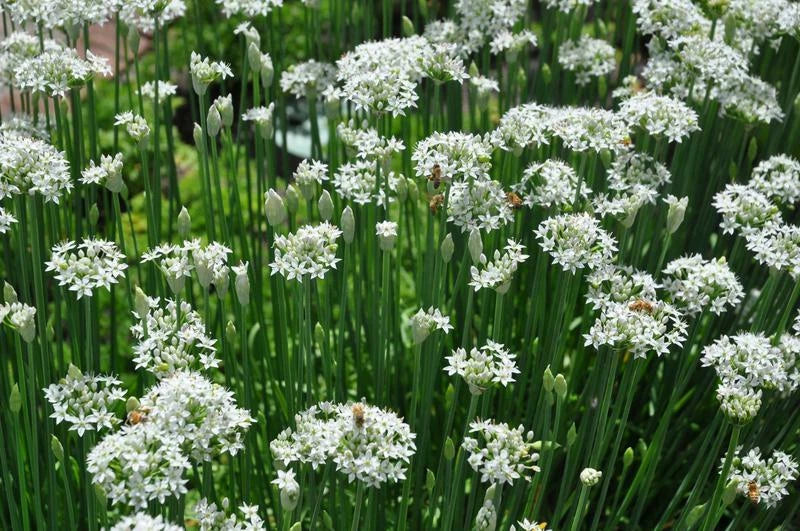 Garlic Chives Seeds – Non-GMO Herb Seeds for Culinary Use, Allium tuberosum, 100+ Pack, Easy to Grow, USA Seller