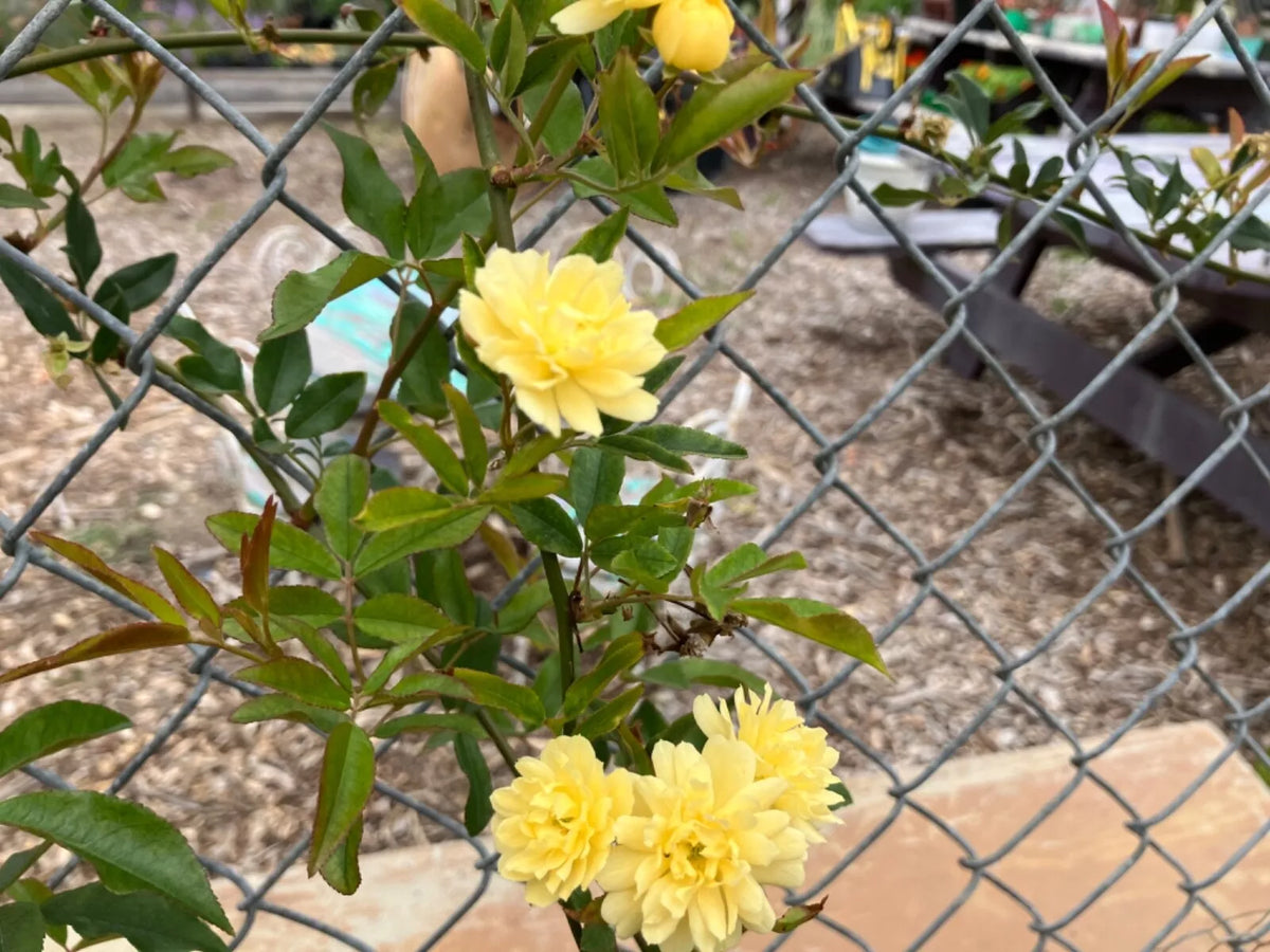 Yellow Lady Banks Climbing Rose Cuttings (4) Thornless, Rosa banksiae 'Lutea' for Trellises & Fences
