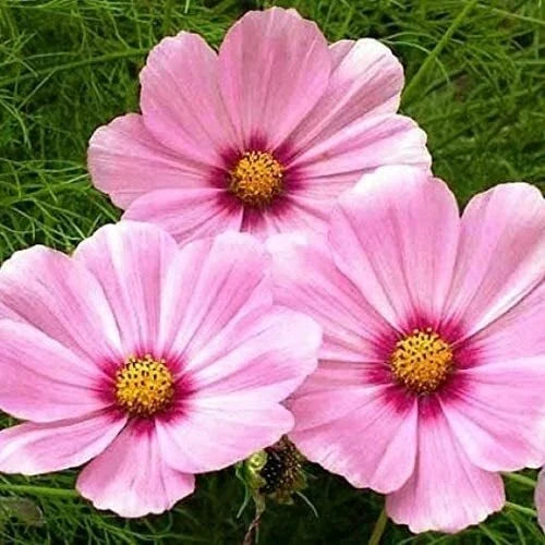Cosmos Seeds - 200 Non-GMO Magenta Center Flowers - Cosmos bipinnatus for Borders, Cutting Gardens, Pollinator Attracting