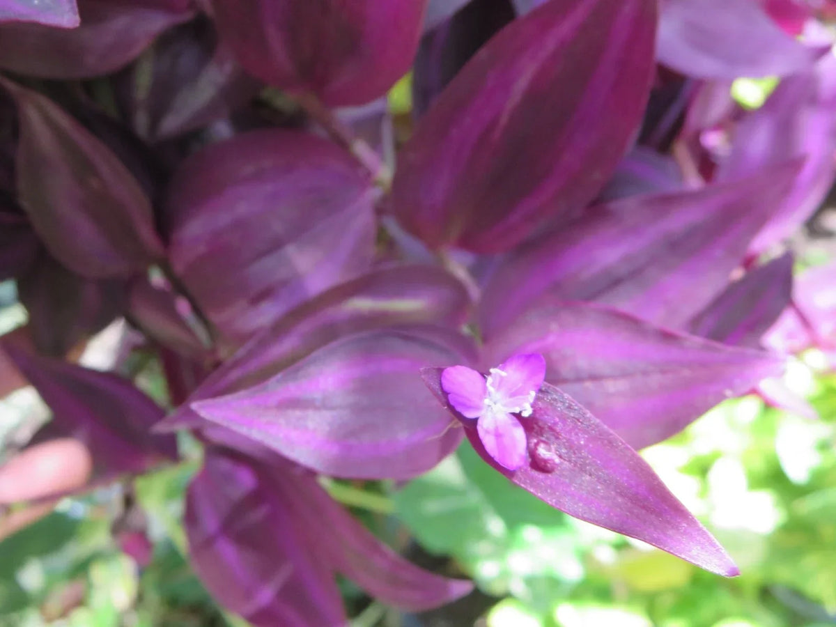 Wandering Jew Cuttings - 10 Unrooted Burgundy Tradescantia Zebrina Live Plant for Propagation, Indoor & Outdoor Gardening