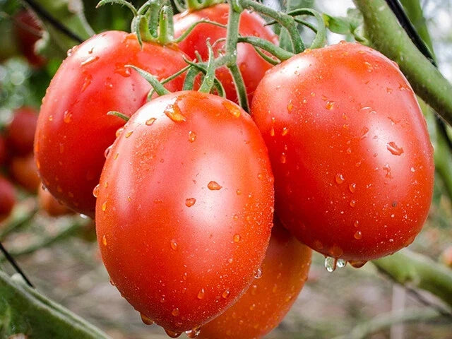 Roma Heirloom Tomato Seeds - 100+ Non-GMO Vegetable Seeds for Garden, Solanum lycopersicum, Full Sun, USA Grown