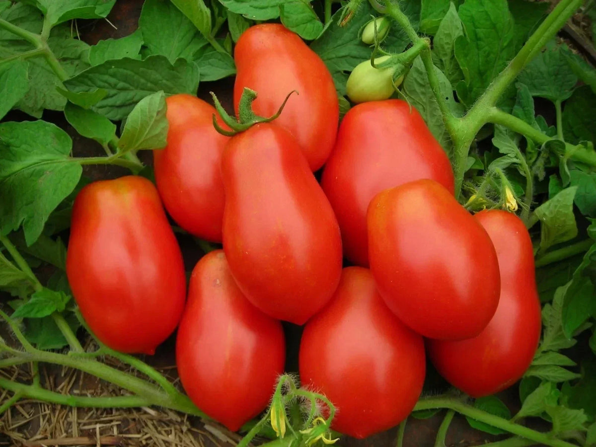 Roma Tomato Seeds - Organic Heirloom Non-GMO, 120+ Lycopersicon esculentum, for home gardening, sauces, canning, container planting