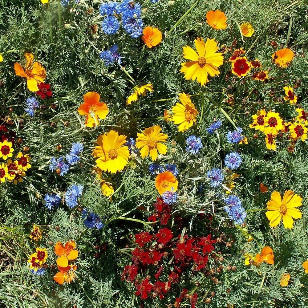 Gulf Coast Wildflower Seed Mix 24 Species Native Wildflowers for Garden, 500 Seeds Pack, Attract Pollinators, Easy to Grow