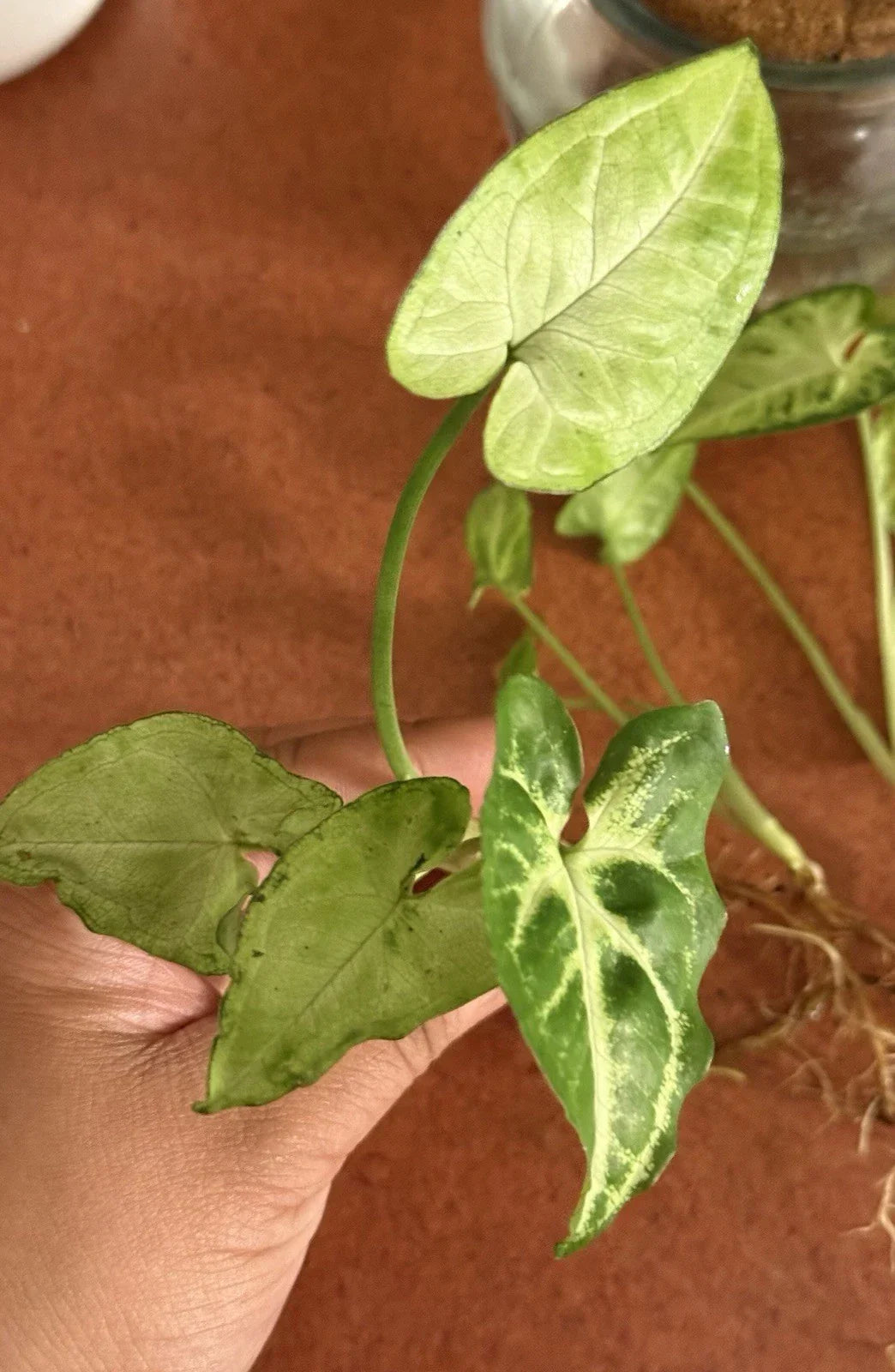 Rooted Syngonium Podophyllum Arrowhead Plant Cutting - Indoor Houseplant, Easy Care, Air Purifying, Variegated Green Foliage