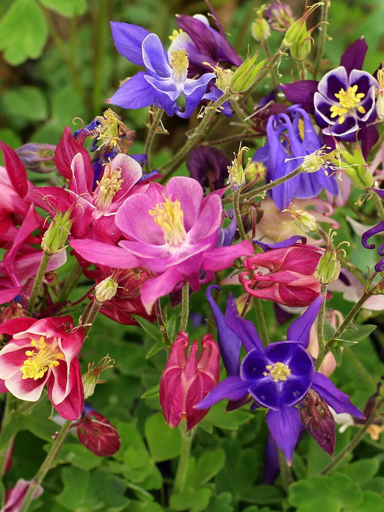 Aquilegia Mckana's Giant Mix Seeds - 200+ Columbine Flower Seeds, Mixed Colors, Aquilegia caerulea, Perennial, Garden Plant
