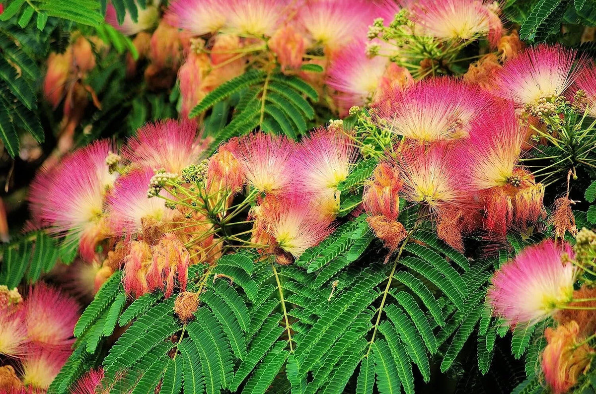 Mimosa Silk Tree Seeds - Albizia julibrissin, 50 Count, Fast Growing & Hardy