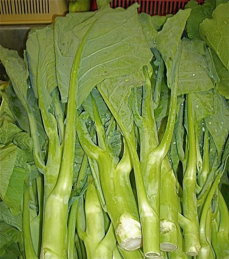 Heirloom Chinese Broccoli Kale Seeds - 250 Pack - Gai Lan Asian Green Brassica oleracea var. alboglabra