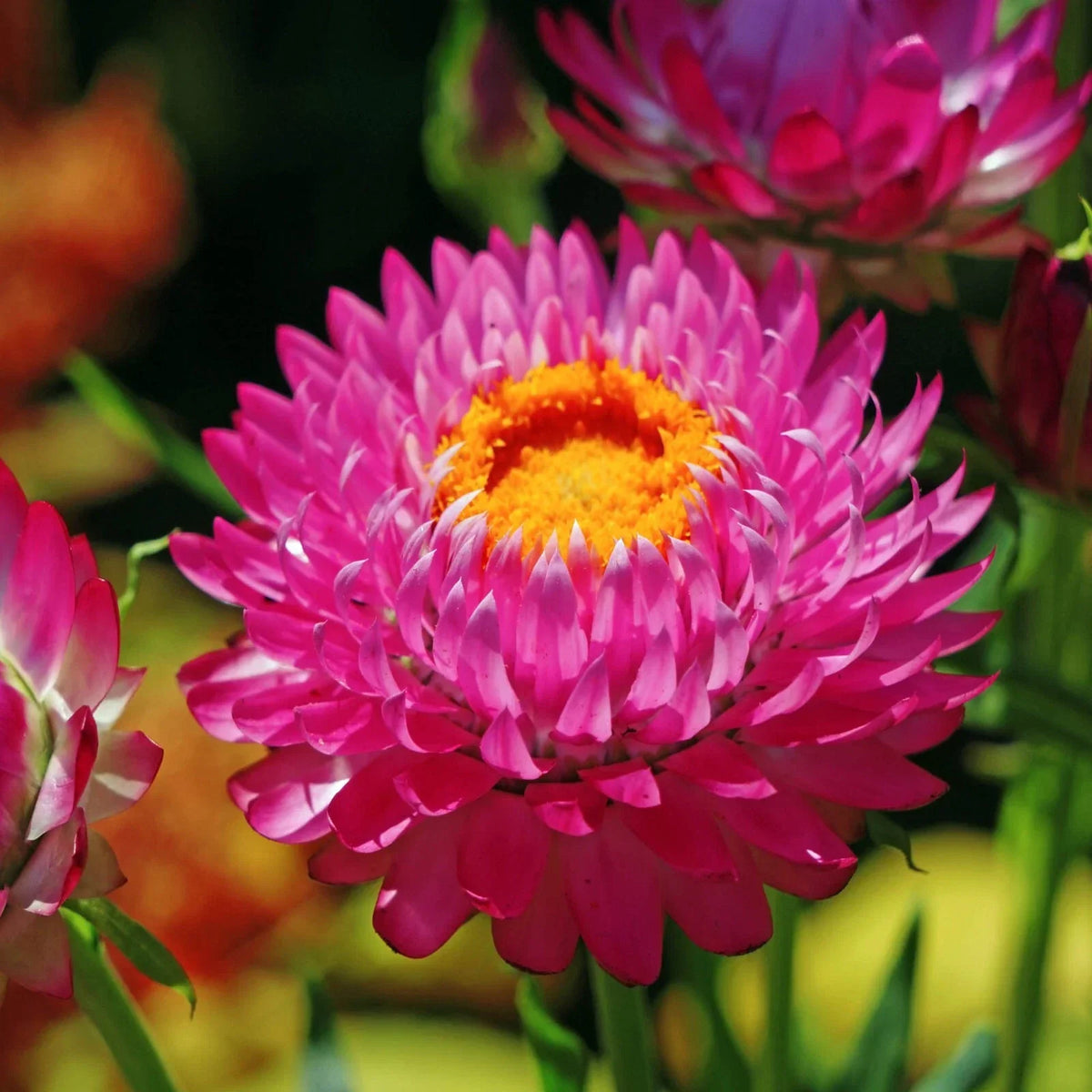 Purple Red Strawflower Seeds | Non-GMO Heirloom | Helichrysum bracteatum Flower Seeds for Garden, Borders & Bouquets