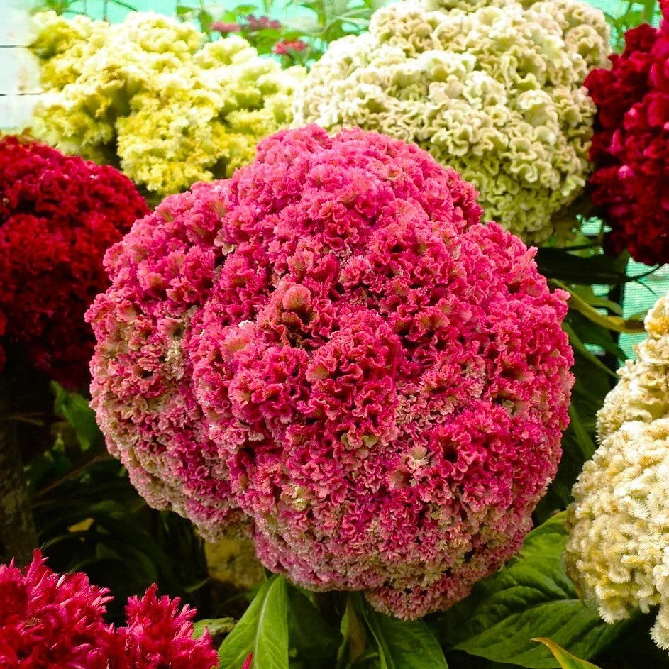 Cockscomb Seeds Tall Mix Crested Variety Red Pink Yellow Celosia cristata 2025