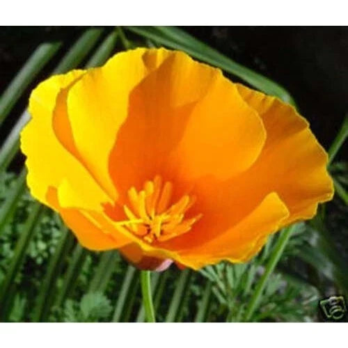 California Poppy Seeds Bulk 25,000 Orange Garden Flower Seeds Eschscholzia californica
