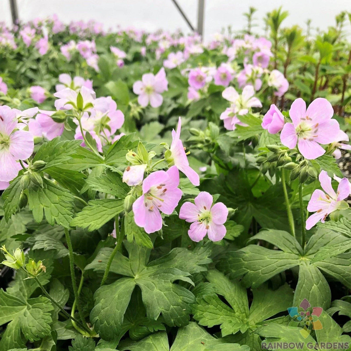25+ Beth Chatto Geranium Seeds for Garden Planting - Perennial Flowers USA