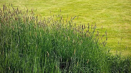 Timothy Grass Seeds 2,000 - Climax Variety Cover Crop & Wildlife Food Plot