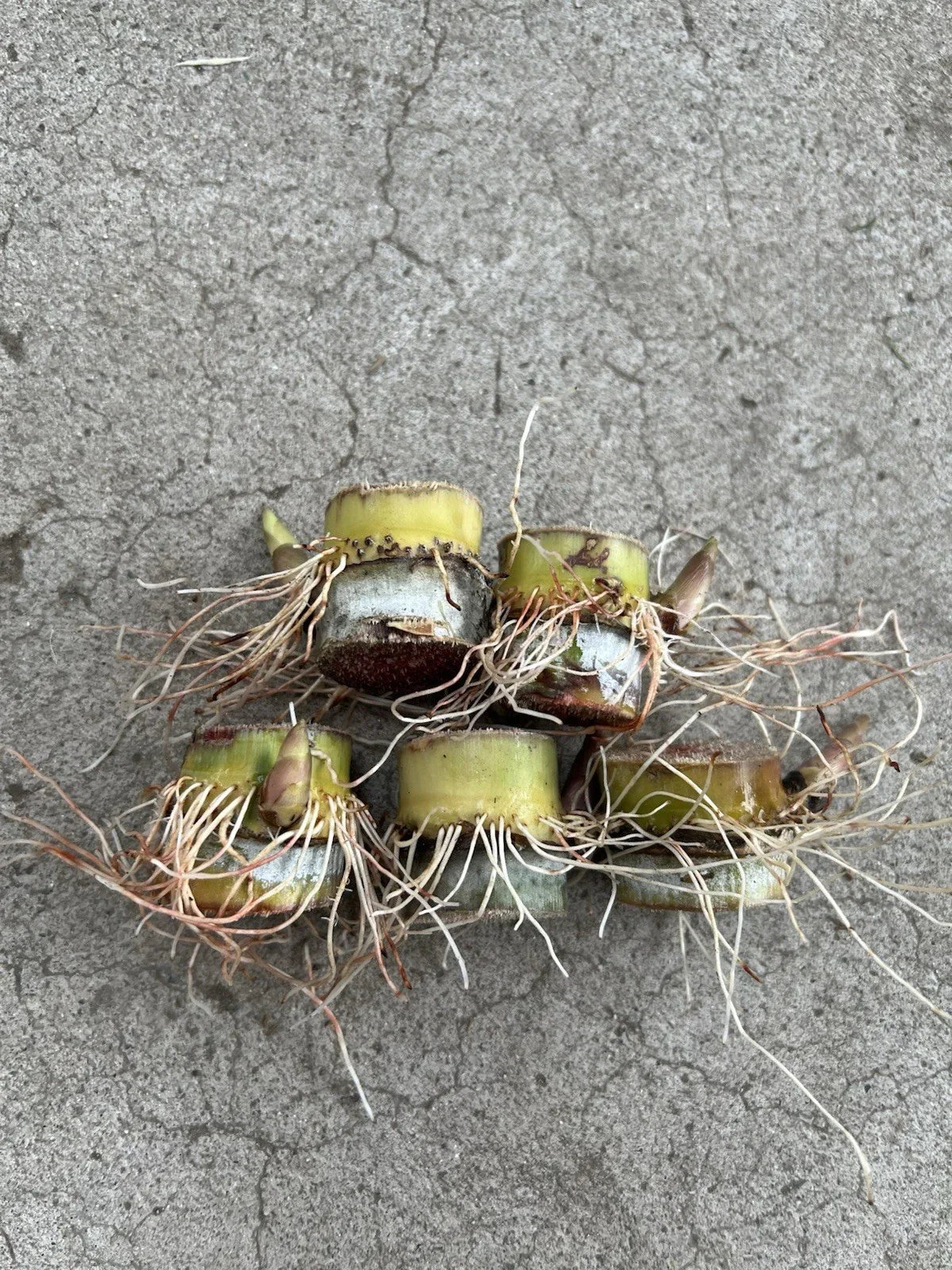 Rooted Sugarcane Cuttings 5pcs, Tropical Saccharum officinarum, Ready to Plant, Edible Stalks, Warm Climate Garden