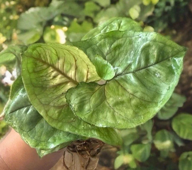 Syngonium 'Berry Allusion' Live Rooted Cutting – Indoor Houseplant, Variegated Green and Pink Foliage, Easy to Grow