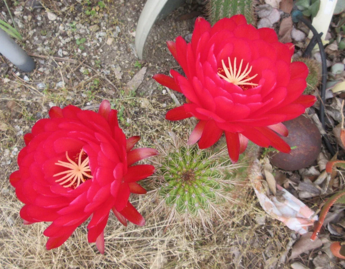 Echinopsis 'Fuete de Sangre' Cactus Cutting - Rare Succulent for Indoor & Outdoor Gardens