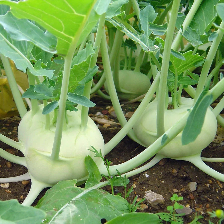 White Vienna Kohlrabi Seeds – Organic Brassica oleracea var. gongylodes Vegetable Seeds for Home Gardening