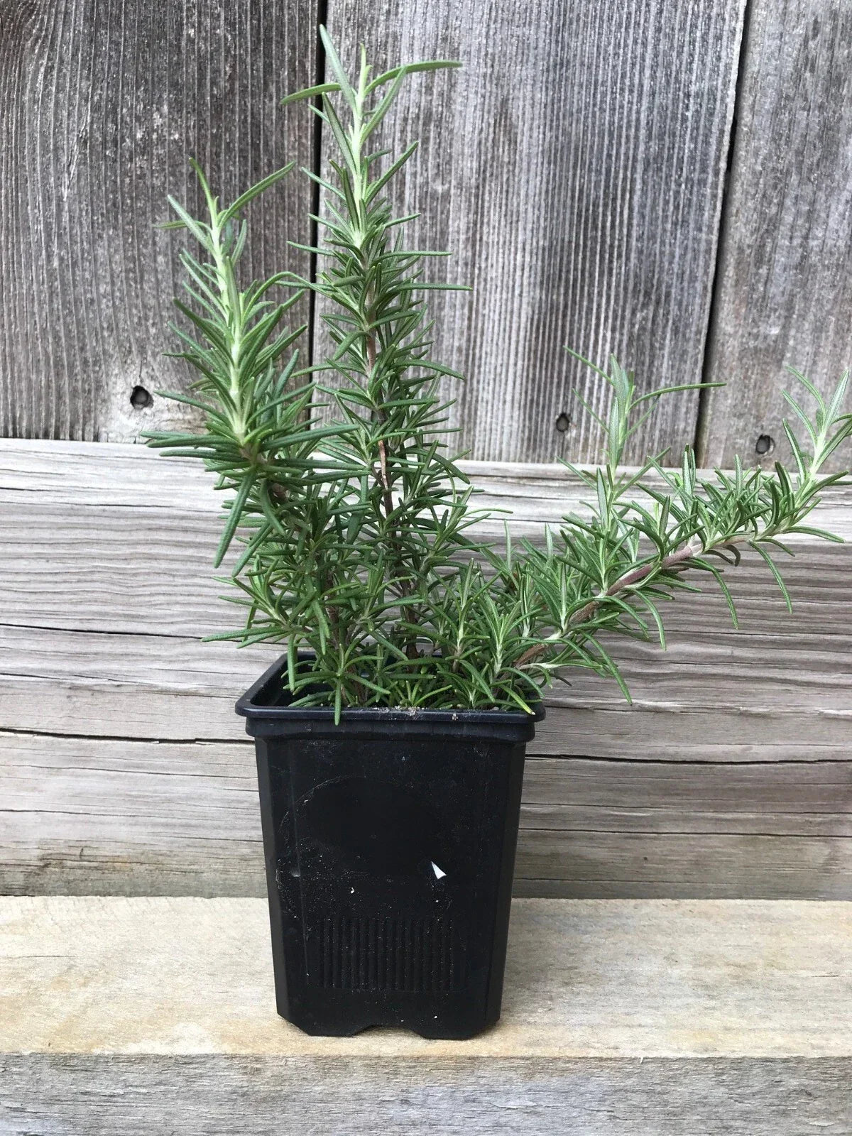 Live Rosemary Plants - 4 Bare Root Herbaceous Perennials - Aromatic Culinary Herb Salvia rosmarinus
