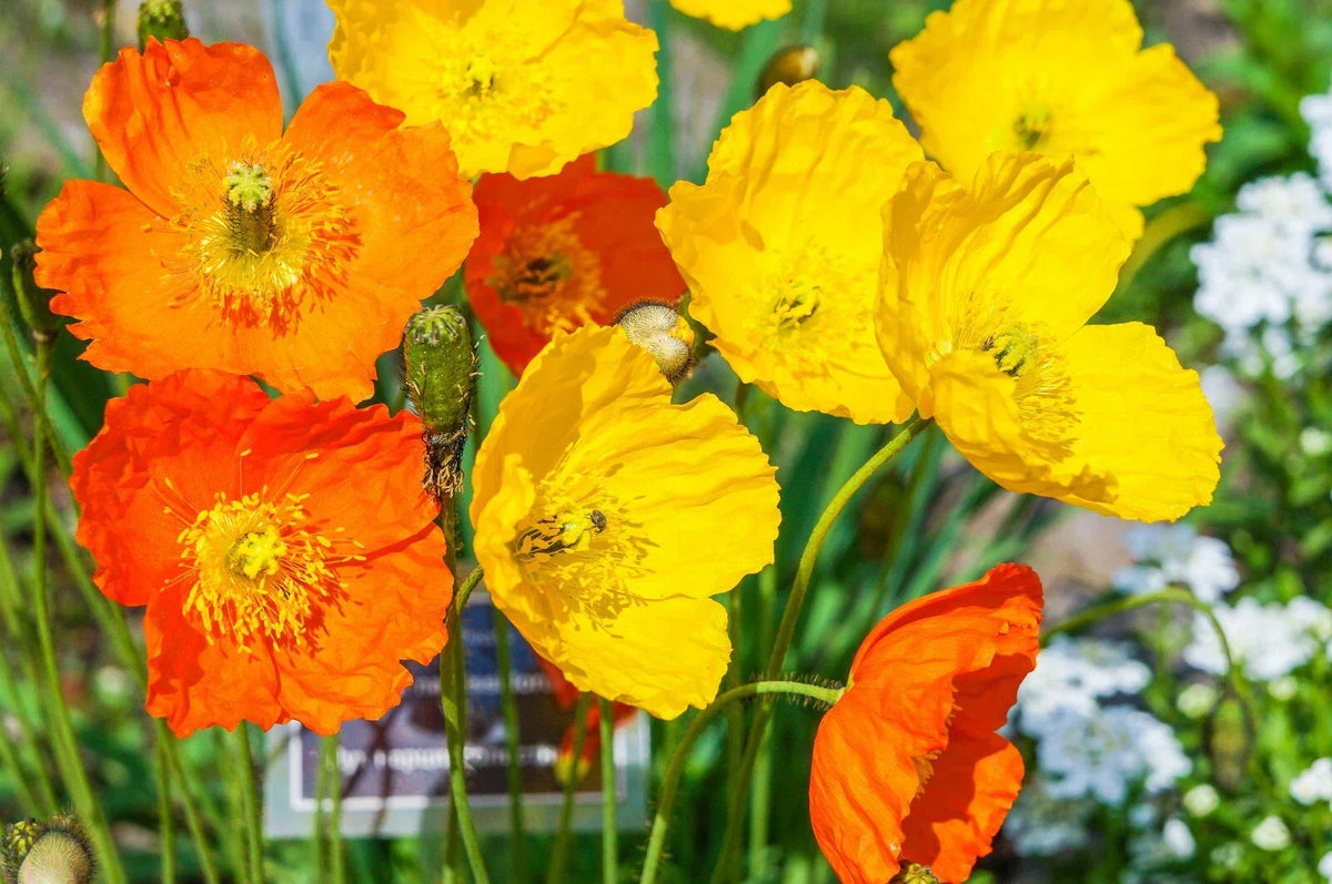 Welsh Poppy Seeds - 154+ Seeds, Orange & Yellow Flowers, Shade Loving Perennial