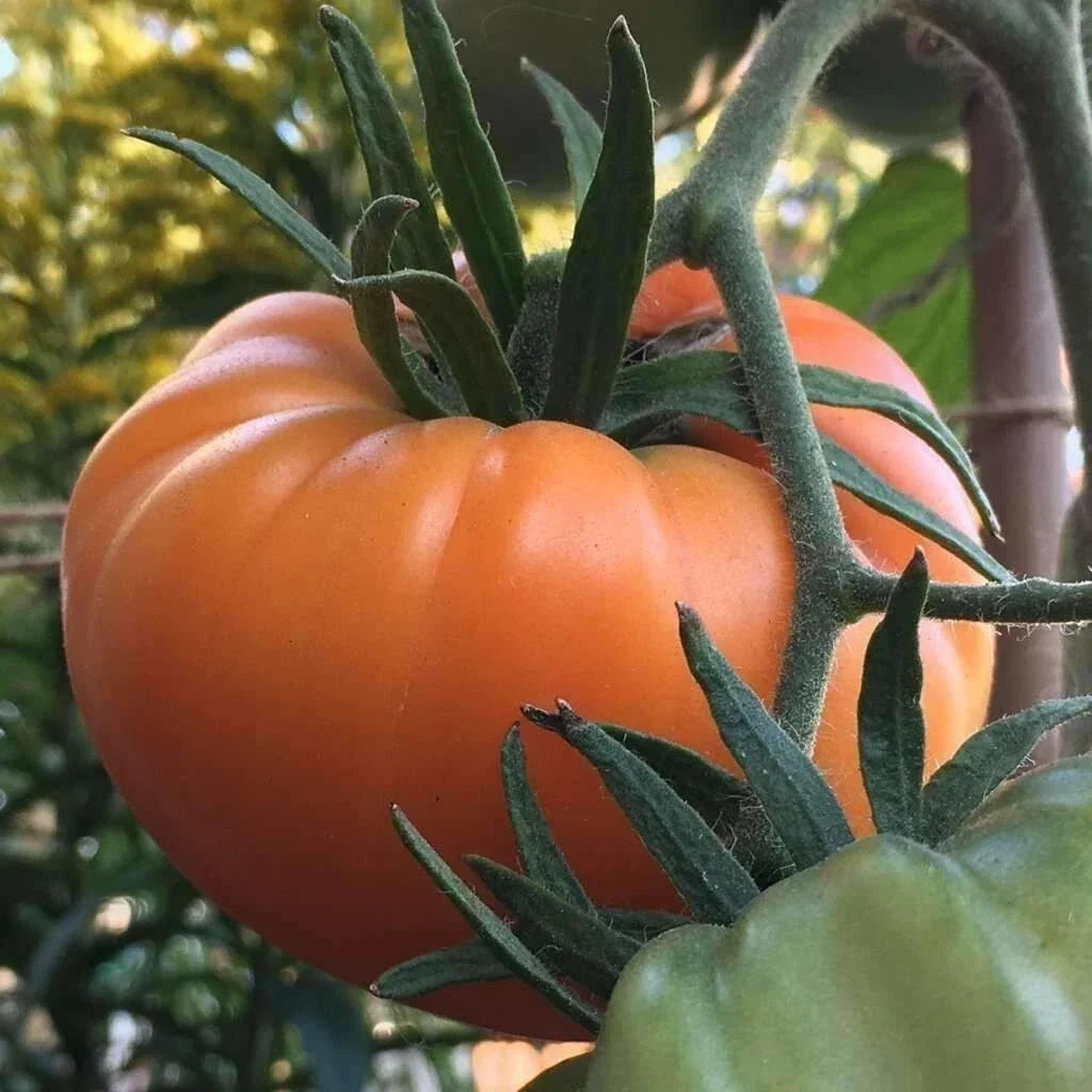 Kellogg's Breakfast Tomato Seeds - Organic Heirloom Non-GMO, Rare Variety, Bright Orange, Sweet Flavor, 120+ Seeds