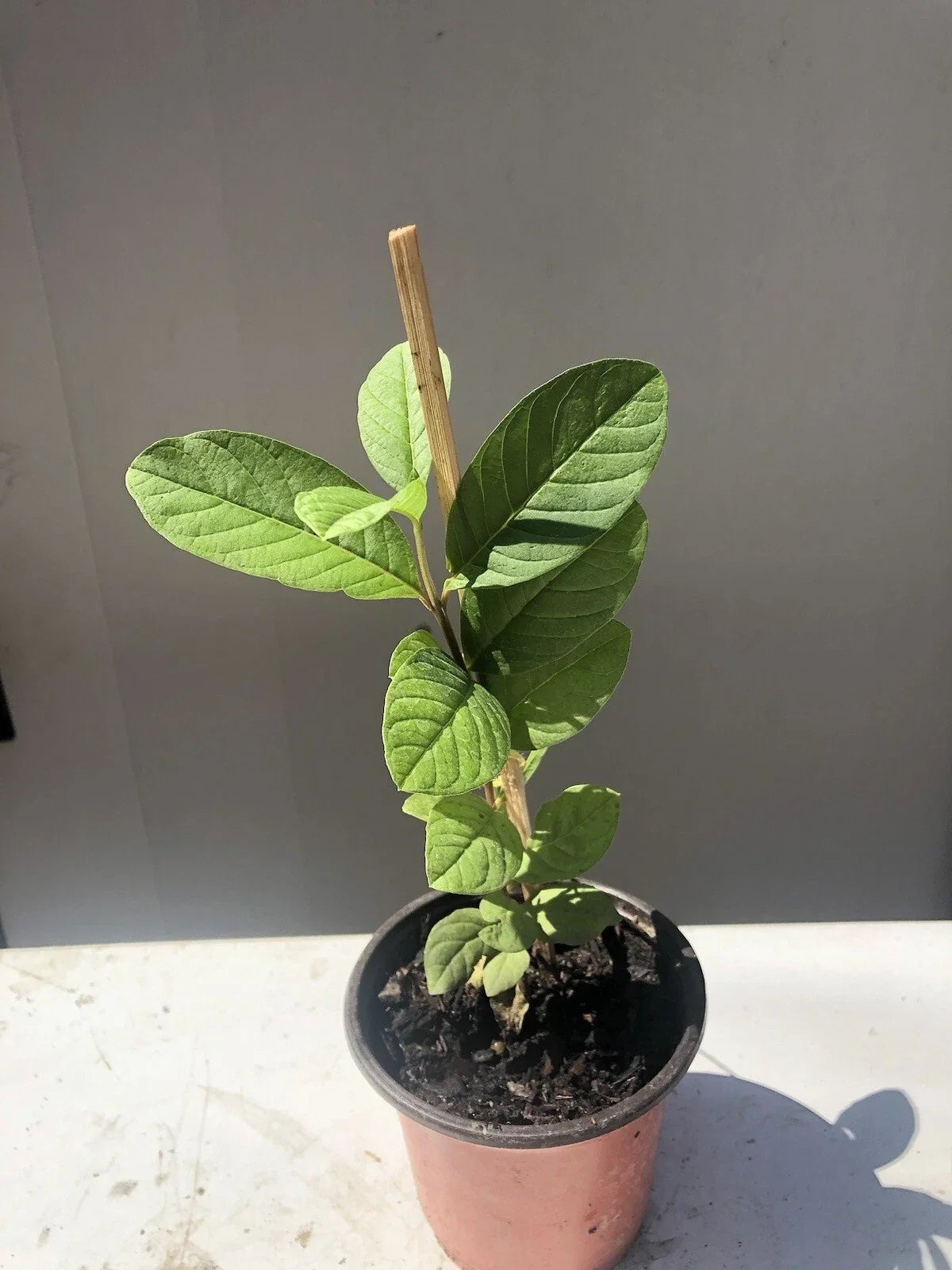 Guava Tree Live Plant in 10" Pot | Pink Fruit | Psidium guajava | Tropical Fruit Tree