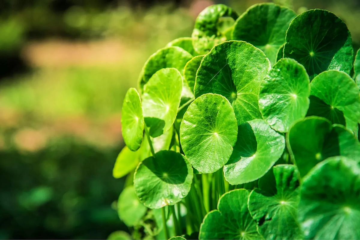 Gotu Kola Seeds - 50 Organic Centella asiatica Seeds for Herb Garden