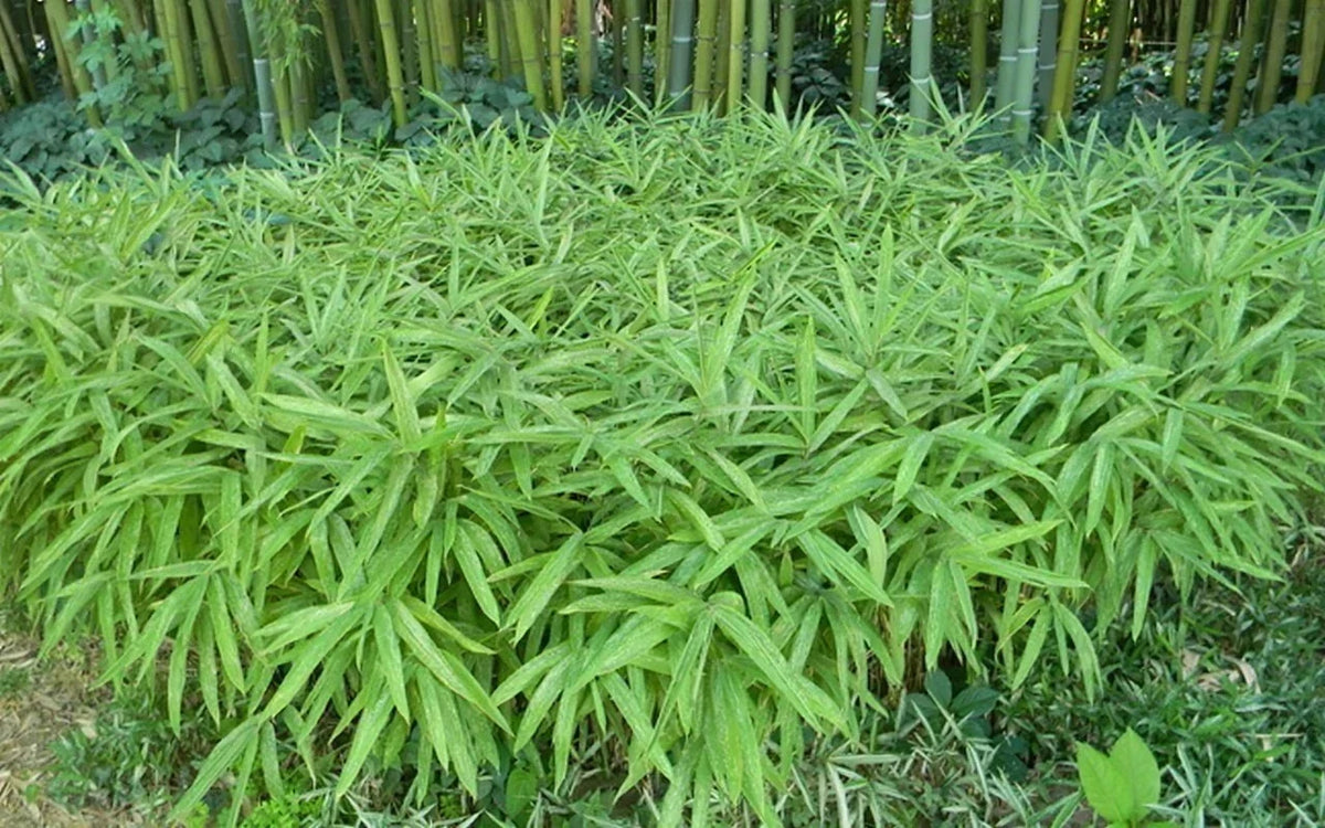 Dwarf Fernleaf Bamboo Seeds - Clumping Privacy Screen for Garden - Fargesia murielae - Shade Tolerant, Low Maintenance, 50 Pack