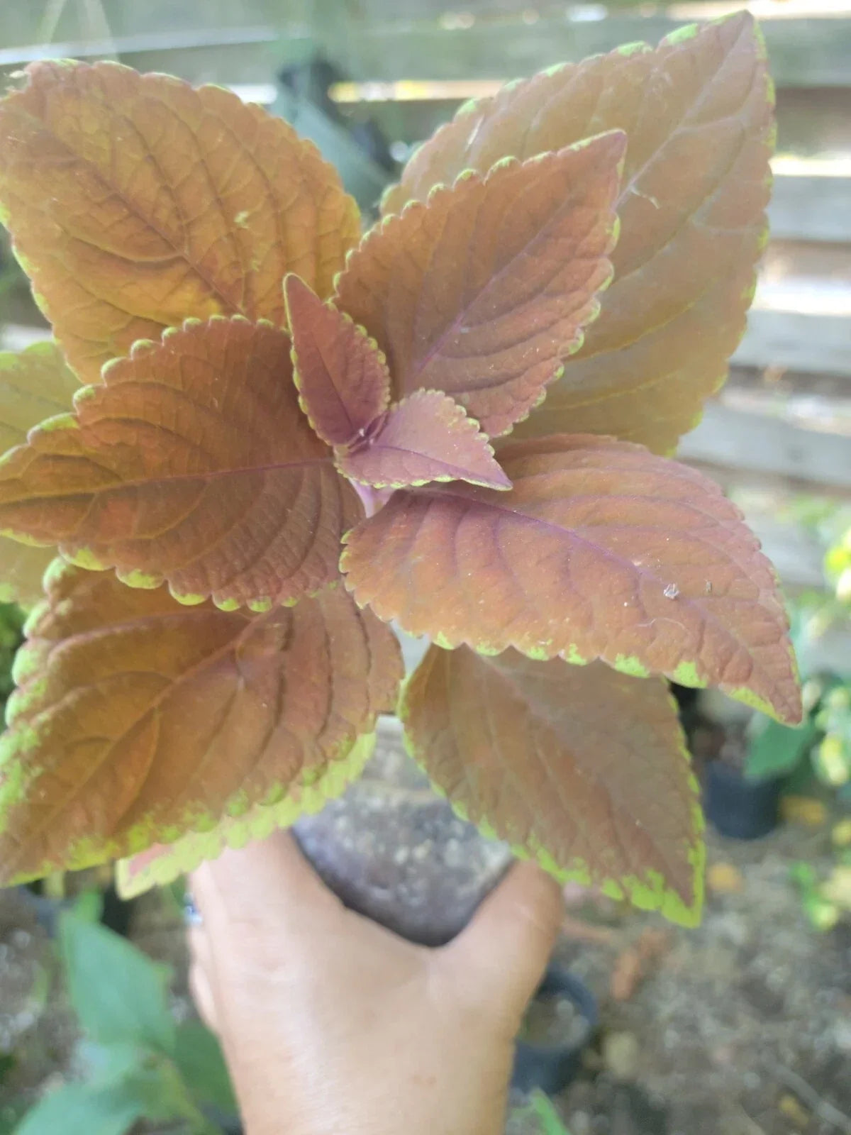 Coleus Plant Starter | Campfire Variety | Colorful Red, Orange, Yellow Foliage | Grown in Organic Peat Moss