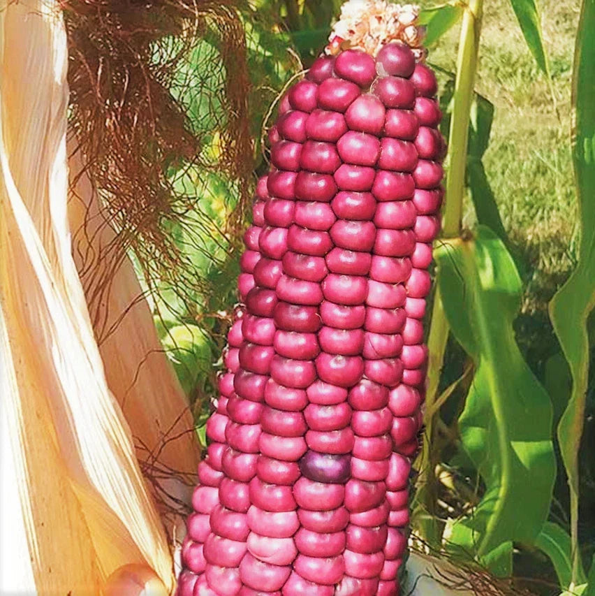 Neon Pink Popcorn Seeds | Mini Pink Pearl Glass Gem Corn | Barbiecore Variety 2025