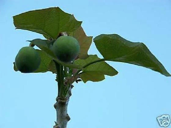 Jatropha curcas Seeds – Rare Succulent for Biodiesel Oil – 20 Seeds – Drought-Tolerant Bonsai Cactus Plant